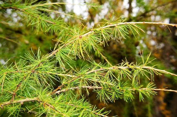 Hellgrüne Lärchenzweige Herbst — Stockfoto