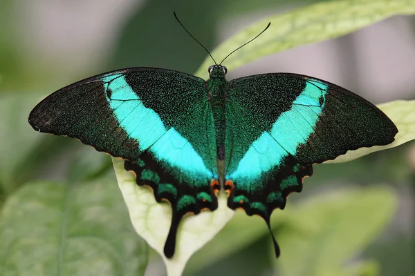 Papilio Palinúrico Cola Con Rayas Verdes — Foto de Stock