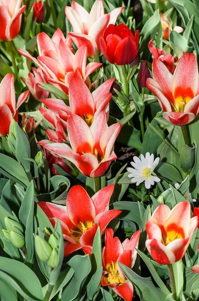 Flower Bed Tulips — Stock Photo, Image