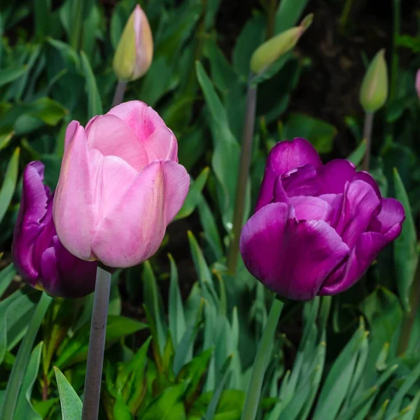 Meadow Tulips Field Flowers — Stock Photo, Image