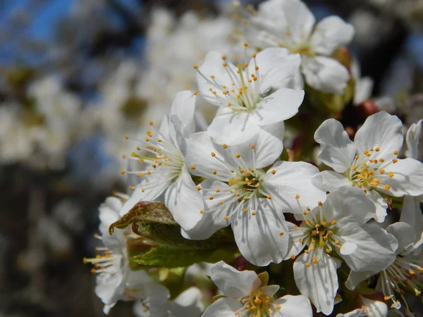 春に花を咲かせる桜 — ストック写真