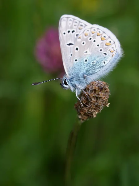 Gros Plan Bug Nature Sauvage — Photo