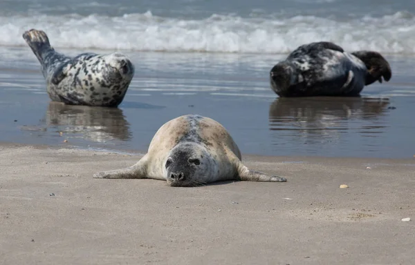 Tři Tuleni Pláži Helgoland — Stock fotografie