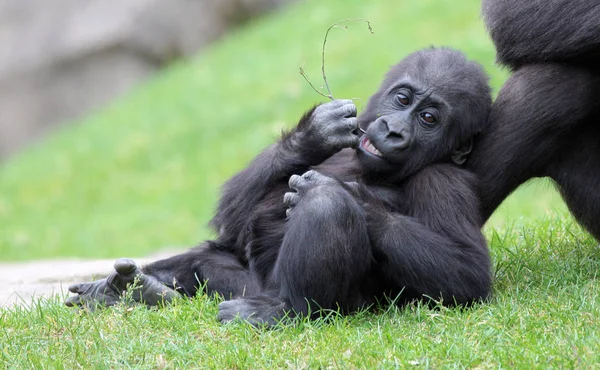 Monos Simios Animales Primarios — Foto de Stock