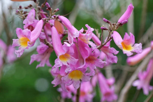 庭のピンクの花 — ストック写真