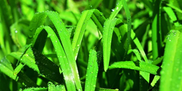 Hoja Con Gotitas Agua — Foto de Stock