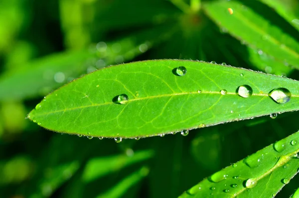 雨滴背景 — 图库照片