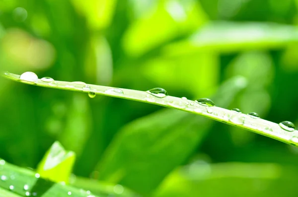 Ранкова Роса Зеленому Листі — стокове фото