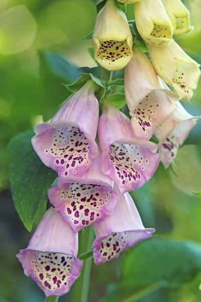 Handskar Blomma Klockor Flora — Stockfoto