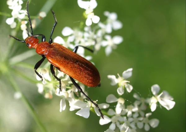 Gros Plan Bug Nature Sauvage — Photo