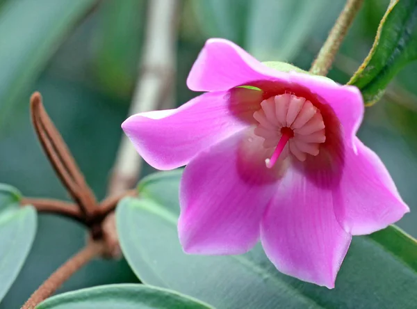 美丽的花朵 花卉概念背景 — 图库照片