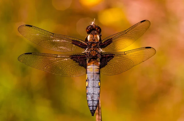 Closeup Macro View Dragonfly Insect — Stock Photo, Image