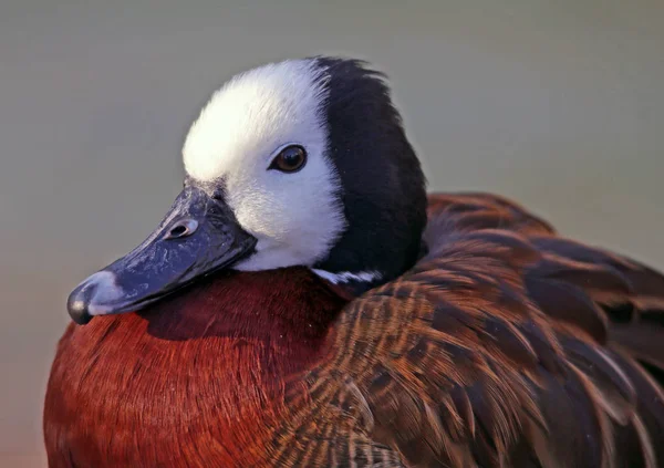 Ritratto Della Dote Fischio Dendrocygna Viduata — Foto Stock