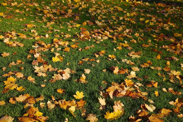 Schöne Landschaft Des Waldes — Stockfoto