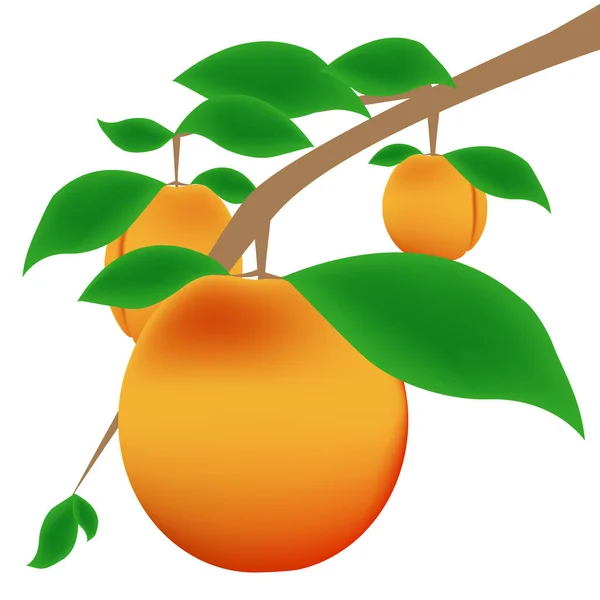 Apricots Tree Branch Vector Illustration — Stock Photo, Image