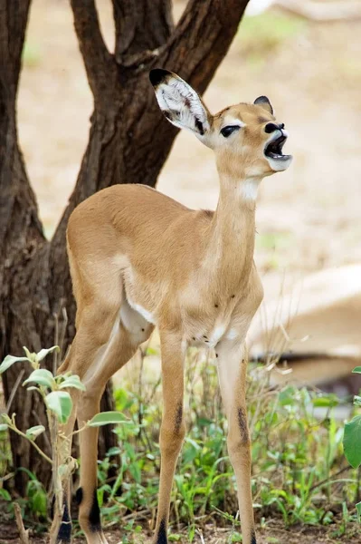 Impala Animal Foto Naturaleza Fauna Silvestre —  Fotos de Stock