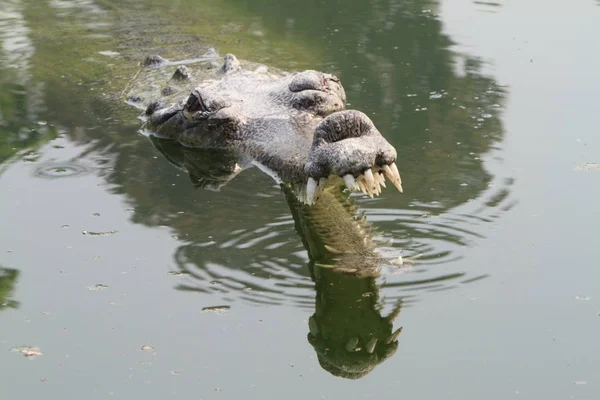 Encerramento Animais Jardim Zoológico — Fotografia de Stock