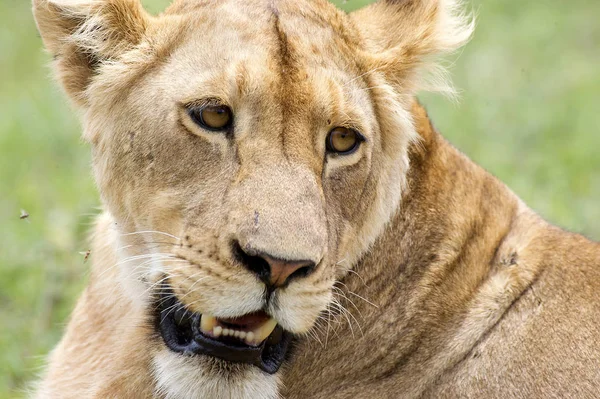 Afrikansk Løvinde Panthera Leo - Stock-foto