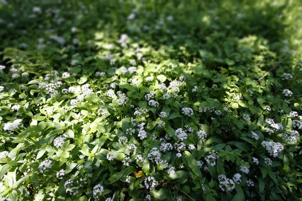 Ramsons Alho Selvagem Allium Ursinum — Fotografia de Stock