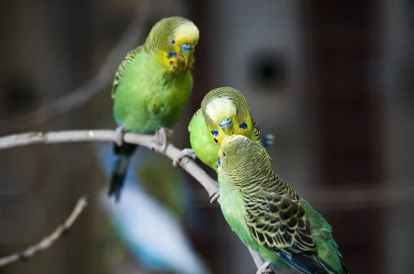 Muhabbet Kuşunun Bir Dalın Orijinal Renginde Yakın Plan Görüntüsü — Stok fotoğraf
