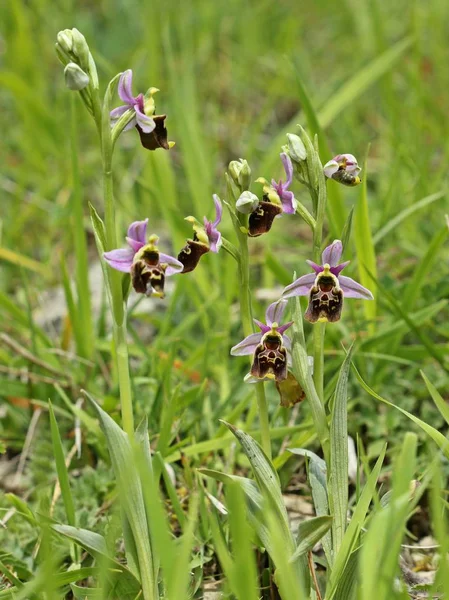 Orthocarpe Barbu Ophrys Holoserica — Photo