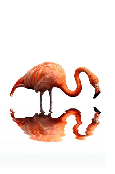 Vista Panorâmica Belo Pássaro Flamingo Natureza — Fotografia de Stock