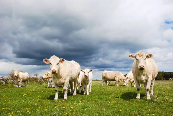 Stado Bydła Charolais Zielonym Polu Wiosną Szwedzkiej Wyspy Oland — Zdjęcie stockowe