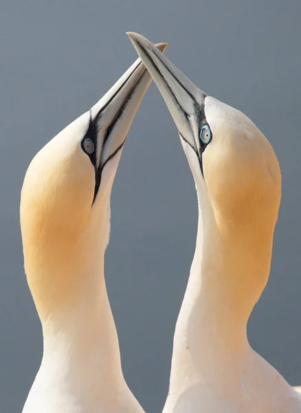 Par Gannets Besadores —  Fotos de Stock