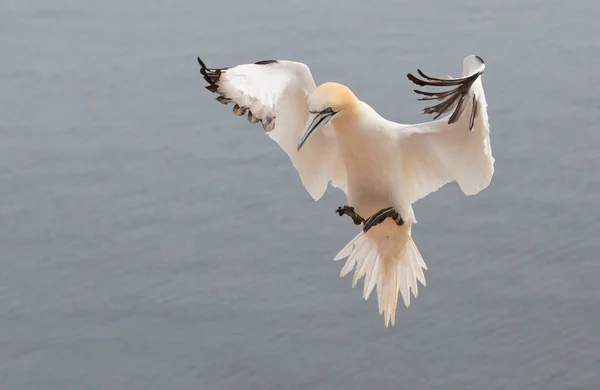 Scenic View Gannet Bird Nature — Stock Photo, Image