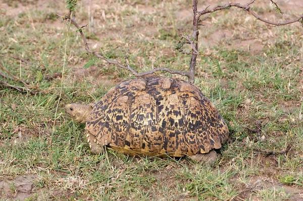Tartaruga Leopardo Geochelone Pardalis — Fotografia de Stock