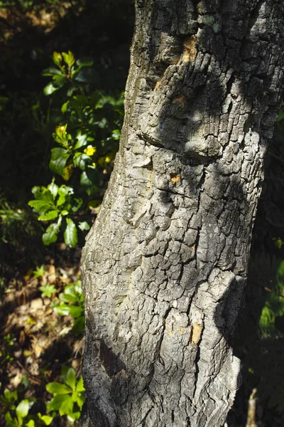 Пробковый Дуб Природная Флора — стоковое фото