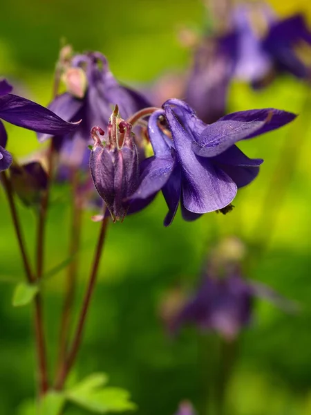 Columbine Pétalos Flores Grannys Capó Columbina —  Fotos de Stock