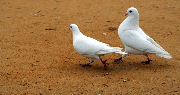 Aussichtsreiche Aussicht Auf Schöne Vögel Der Natur — Stockfoto