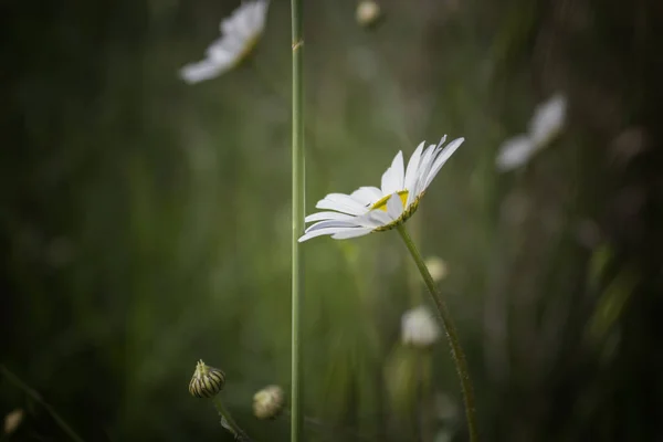 美しいデイジーの花の景色 — ストック写真