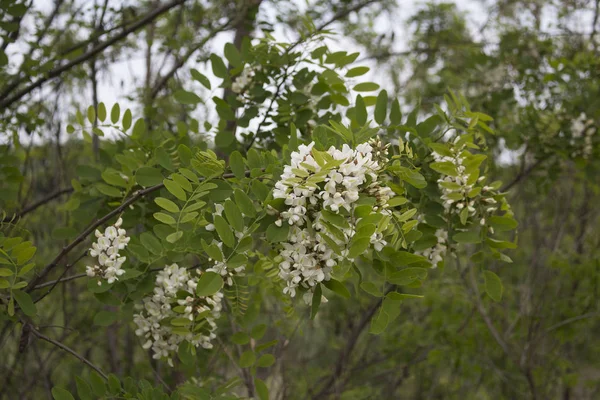 Białe Kwiaty Zielonych Drzewach Włoskiej Wsi — Zdjęcie stockowe