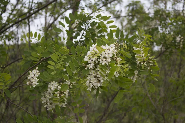 Flores Blancas Sobre Árboles Verdes Campo Italiano —  Fotos de Stock