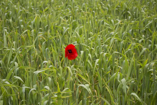 在戏剧性的绿色杂草田上的孤红罂粟 — 图库照片