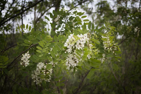 Białe Kwiaty Zielonych Drzewach Włoskiej Wsi — Zdjęcie stockowe