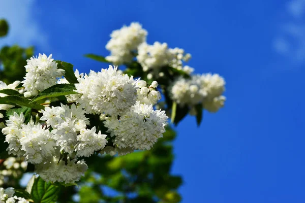 Olika Blommor Selektivt Fokus — Stockfoto