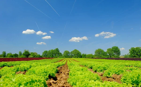 Salat Mit Salat Und Lollo Rosso — Stockfoto