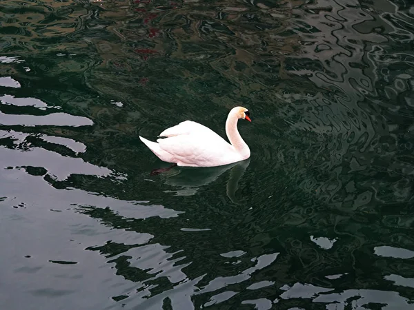 Gölde Tek Başına Yüzen Bir Ördek — Stok fotoğraf