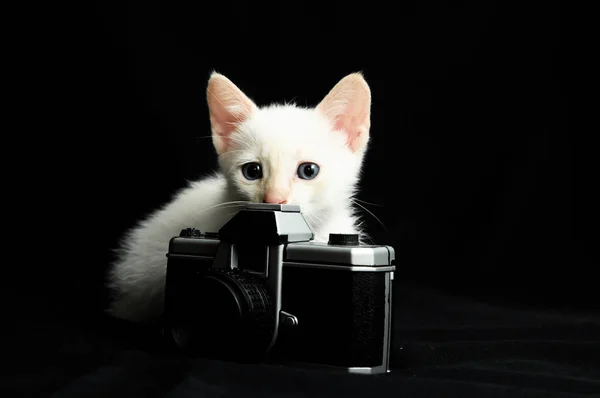 stock image White Young Baby Cat on a Black Background