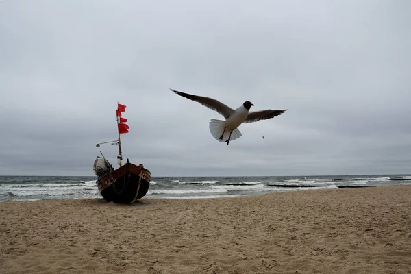 Seagull Boat Usedom — Stock Photo, Image