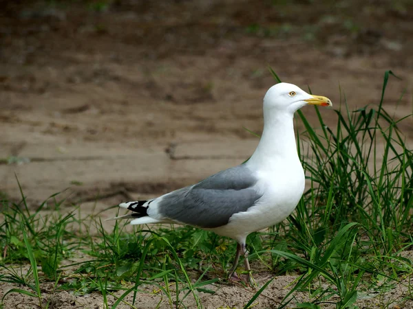 Western Gull Usedom — Stock Photo, Image