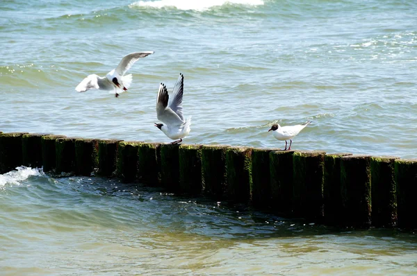 Scenic View Beautiful Gulls Birds — Stock Photo, Image