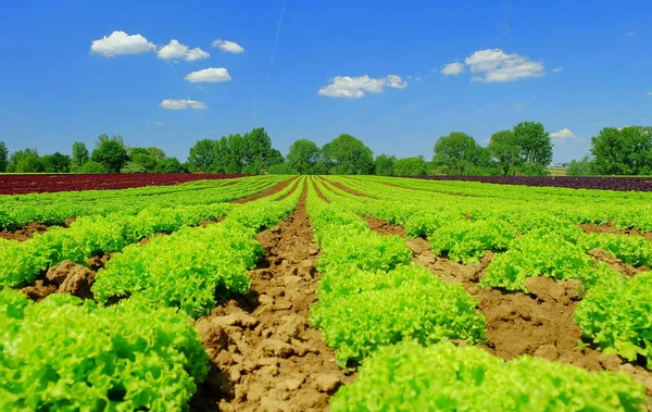 Visão Panorâmica Agricultura Foco Seletivo — Fotografia de Stock