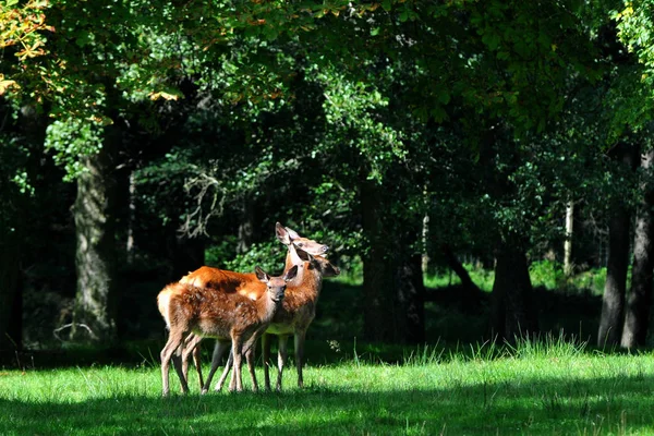 Vaches Cerf Sur Clairière — Photo