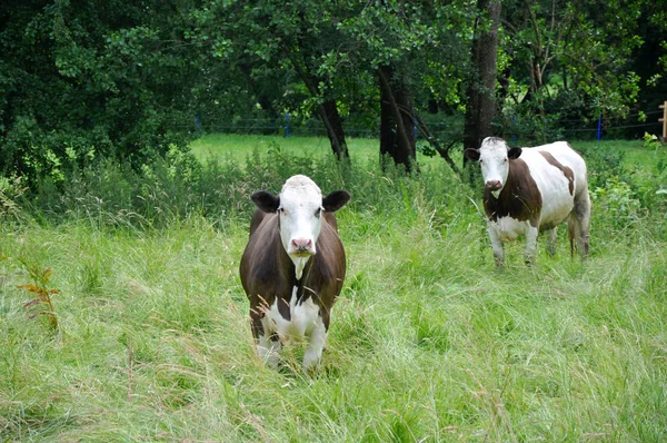 Vacas Lecheras Pastos —  Fotos de Stock