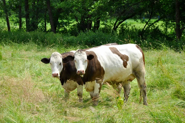 Vacas Leiteiras Pastagens — Fotografia de Stock