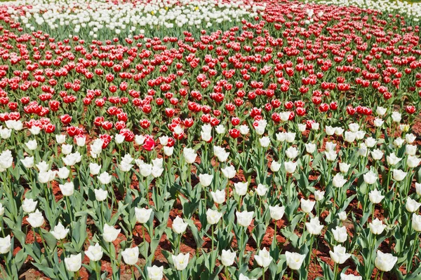 Pole Czerwono Białe Dekoracyjne Kwiaty Tulipanów — Zdjęcie stockowe